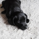 Adorable little dog resting on carpet